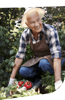 Elderly Man Wearing Sunhat Harvesting Fresh Tomatoes in the Garden at Independent Living Elderly Man Wearing Sunhat Harvesting Fresh Tomatoes in the Garden at Independent Living
