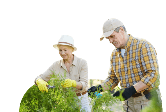 Elderly Couple Wearing Gloves and Hats Tending to Garden Plants at an Independent Living Community Elderly Couple Wearing Gloves and Hats Tending to Garden Plants at an Independent Living Community